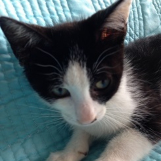 目が見えなくても幸せになってほしい！里親様募集。