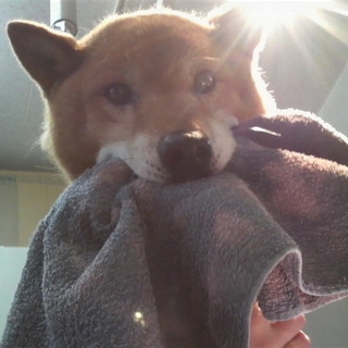 タオル大好き仮名「柴太郎」