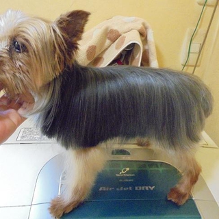 チョビチョビなライチです