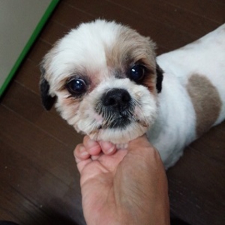 飼い主に処分場へ持ち込まれたシーズー