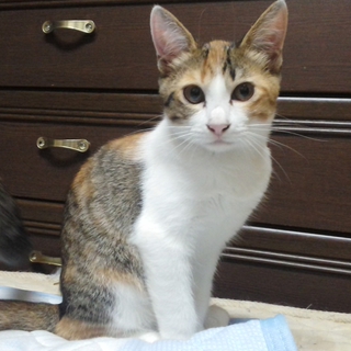 里親募集します。