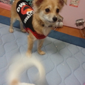 ９ヶ月のチワックス！