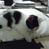 ２ヶ月半、仔猫の里親様になって下さい サムネイル3