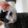 ２ヶ月半、仔猫の里親様になって下さい サムネイル2