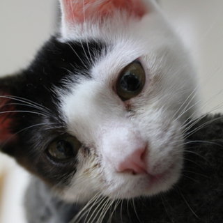 ２ヶ月半、仔猫の里親様になって下さい