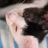 ２ヶ月半、仔猫の里親様になって下さい サムネイル6