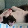 ２ヶ月半、仔猫の里親様になって下さい サムネイル5
