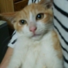美少年茶トラ子猫　2か月　オスの里親様募集中 サムネイル2
