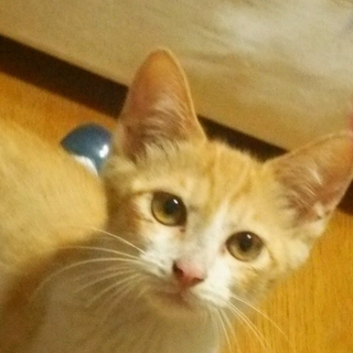 美少年茶トラ子猫　2か月　オスの里親様募集中