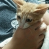 美少年茶トラ子猫　2か月　オスの里親様募集中 サムネイル3