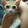 美少年茶トラ子猫　2か月　オスの里親様募集中 サムネイル4