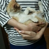 美少年茶トラ子猫　2か月　オスの里親様募集中 サムネイル5