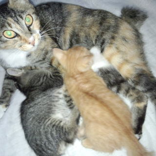 子猫もらってください