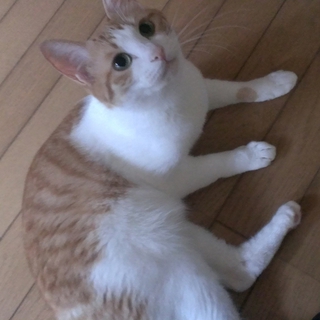 里親さん募集！！！