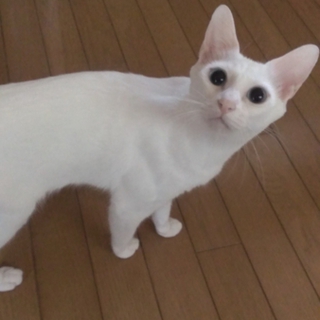 里親さん募集中！！！