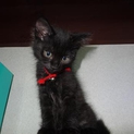 ふわふわモコモコのかわいい黒子ネコ