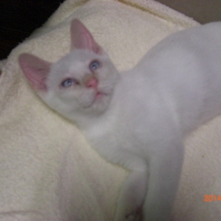 スカイブルーの眼。ホワイト＆イエロータビー