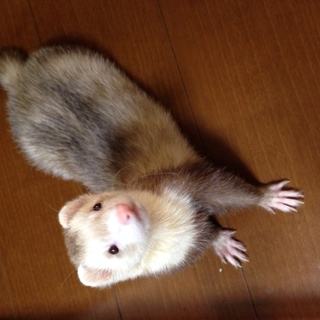 里親様が決まりました！