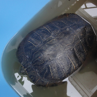 福島発 亀の里親を募集します