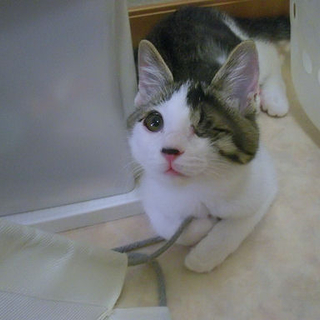 何度も手術を乗り越えた仔猫です