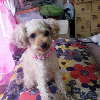 ８歳のトイプードルです
