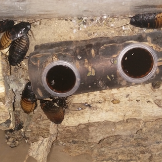 マダゴキ、爬虫類等の飼育用品