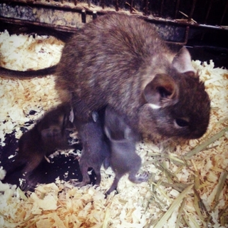 富山県よりデグー里親さま募集