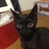 美形黒猫 ビビさん サムネイル2