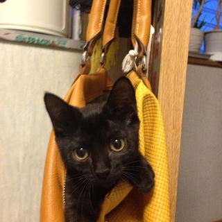 美形黒猫 ビビさん