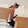 美形黒猫 ビビさん サムネイル3