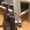 美形黒猫 ビビさん サムネイル4