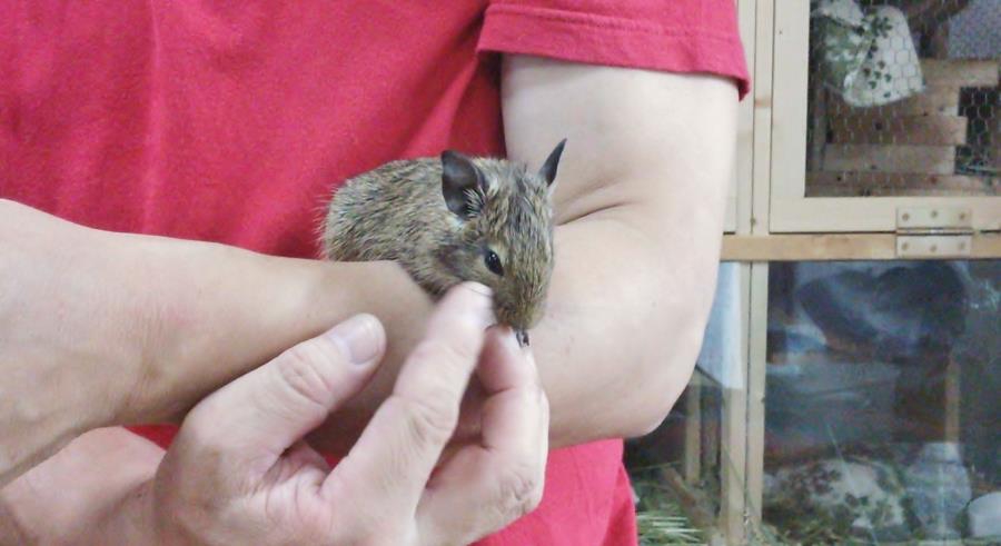 アグーチのオス２匹（ブルーとパイドの仔）里親様決定 サムネイル5