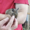 アグーチのオス２匹（ブルーとパイドの仔）里親様決定 サムネイル5
