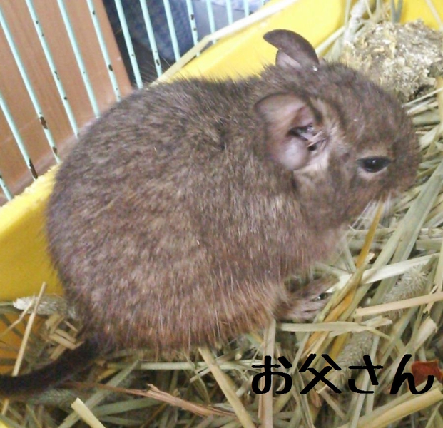 アグーチのオス２匹（ブルーとパイドの仔）里親様決定 サムネイル7