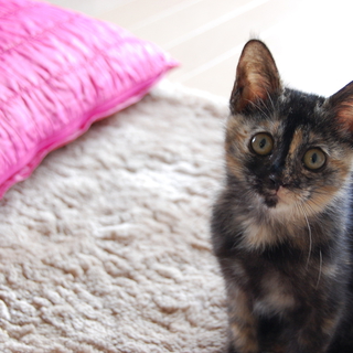 サビ猫マニアの方いませんか？賢いサビ猫ちゃんです♪