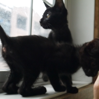 かわいい子猫二匹を受け取って下さい！