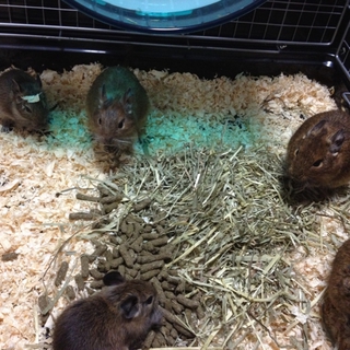 富山県より生後四ヶ月の子デグー