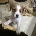 里親様決定致しました！JRTの子犬１