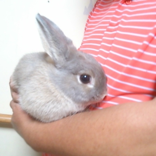 ネザーランドドワーフ　1歳女の子