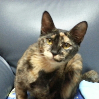 保護猫の里親さん募集！