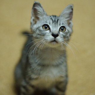 銀トラ　子猫　男子　「こんぶ」
