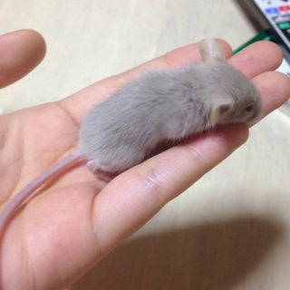 カラーマウス2匹です