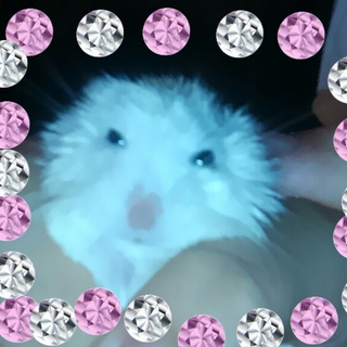 ロボロフスキー