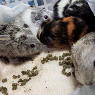 モルモットの子供３匹里親様を募集します。