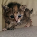 元気な仔猫☆