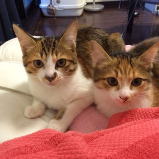 姉妹猫引き取っていただける方募集！