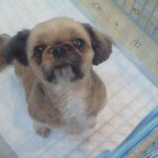 シーズーの家族を探しています