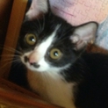 ちょび髭柄の子猫