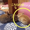 里親様募集 サムネイル4