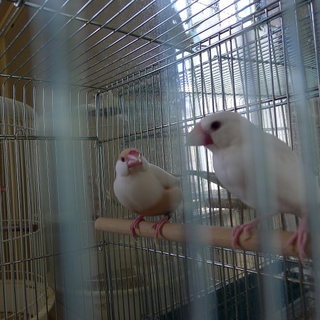 白、クリーム文鳥若ペア　里親募集